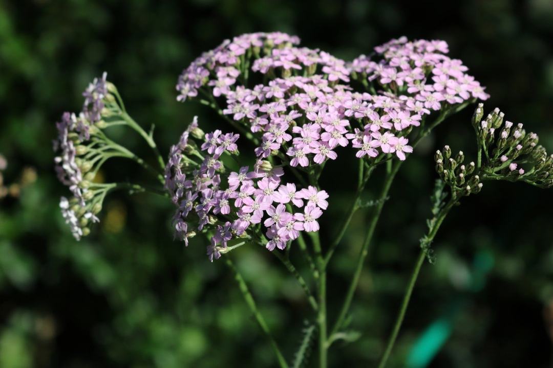 蓍草 蓍 花朵 粉红色的花朵 花园图片