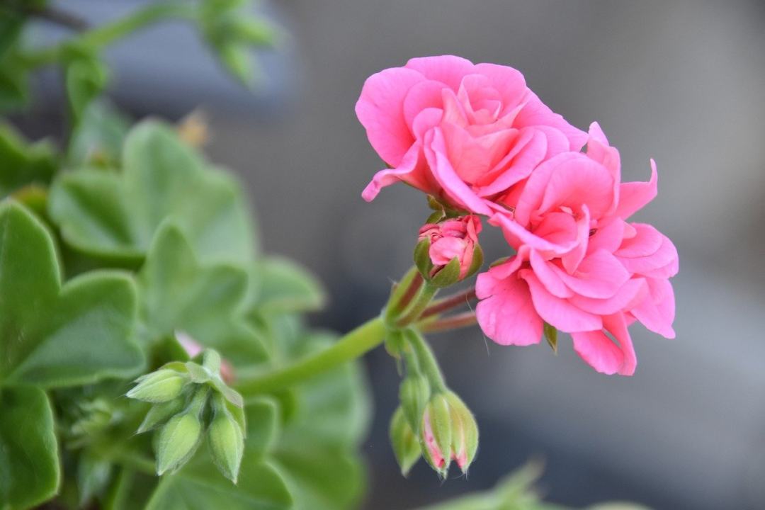 天竺葵 花瓣 夏花 花蕾 一年生植物图片