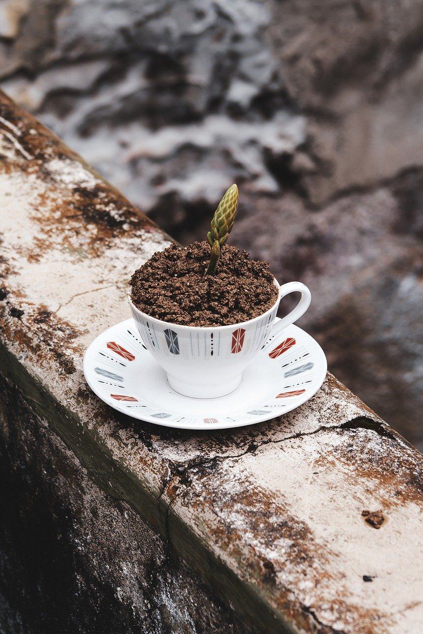 植物 小植物 母猪 成长 培养图片