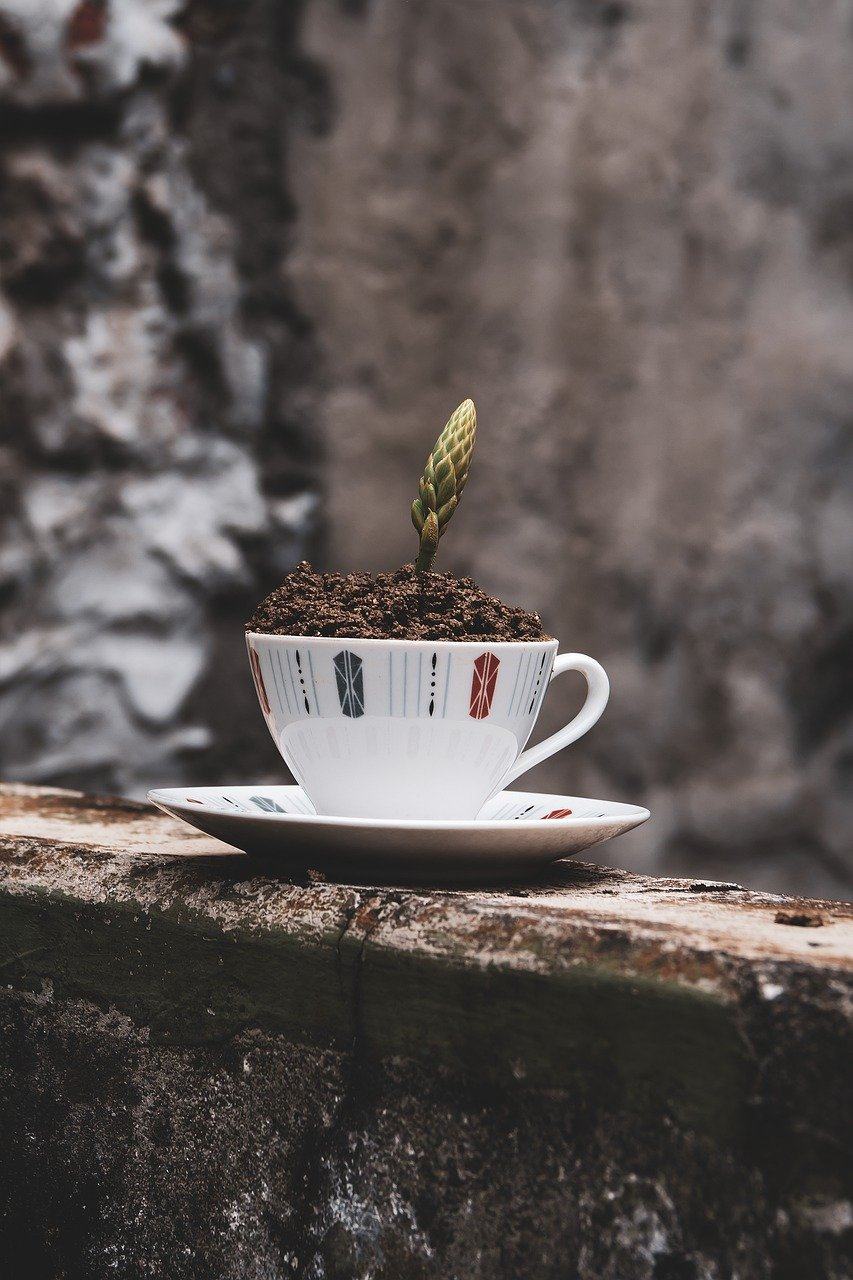 植物 小植物 母猪 成长 培养图片