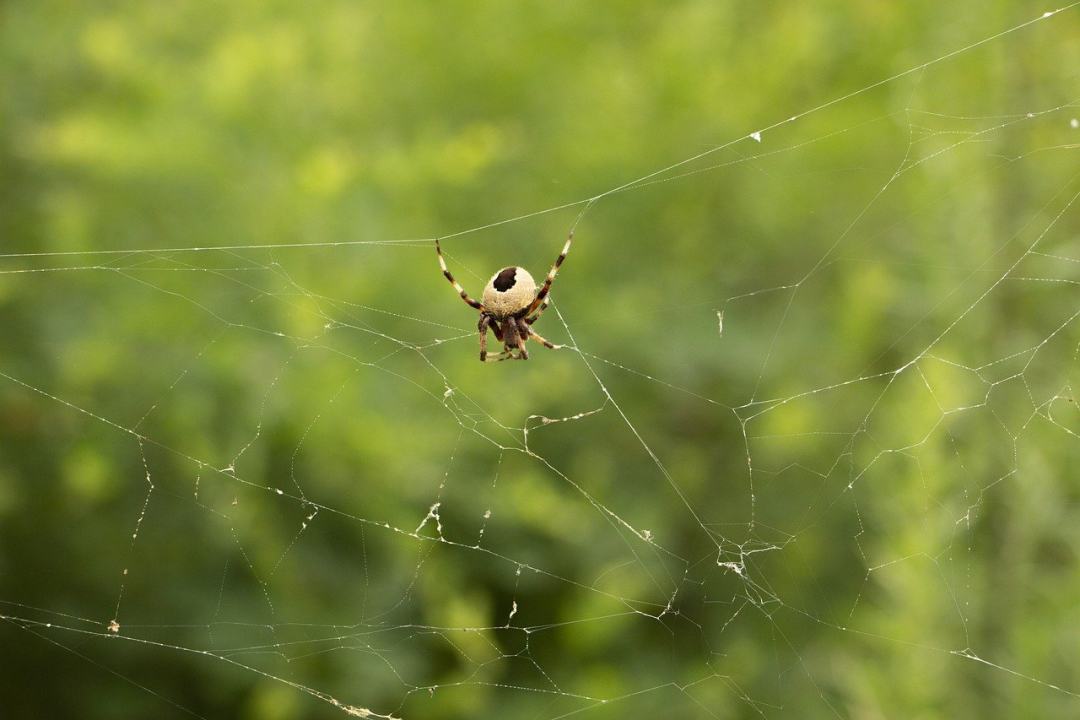 蜘蛛 蜘蛛网 自然 绿色 野生动物图片
