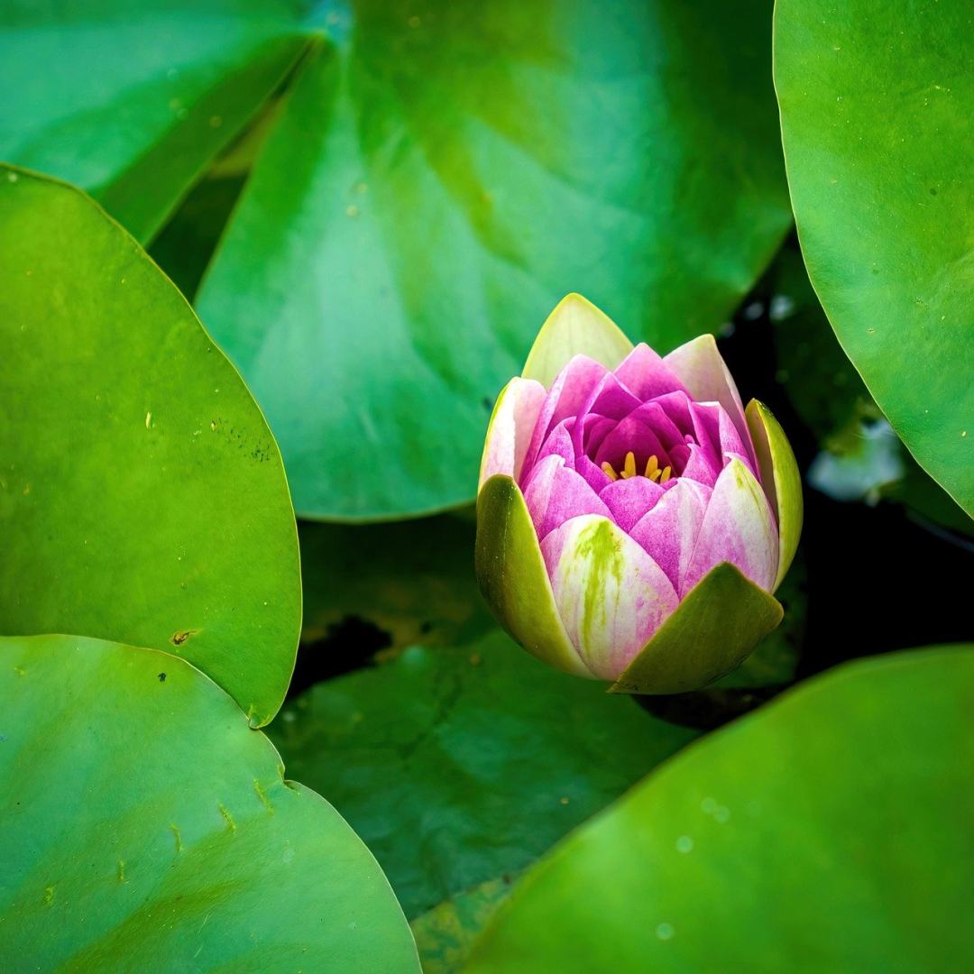 自然 水 花 绿色 粉色的图片