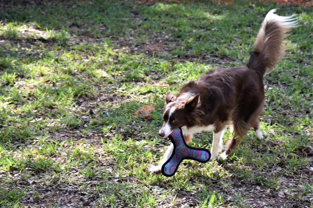 边境牧羊犬 狗 宠物 犬类 动物图片