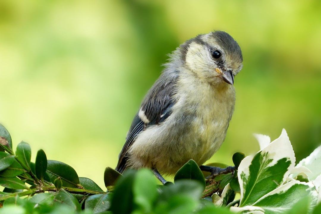 动物 鸟 山雀 蓝雀 cyanistes 翅鸢图片