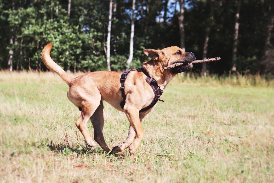 狗 宠物 犬类 动物 玩图片