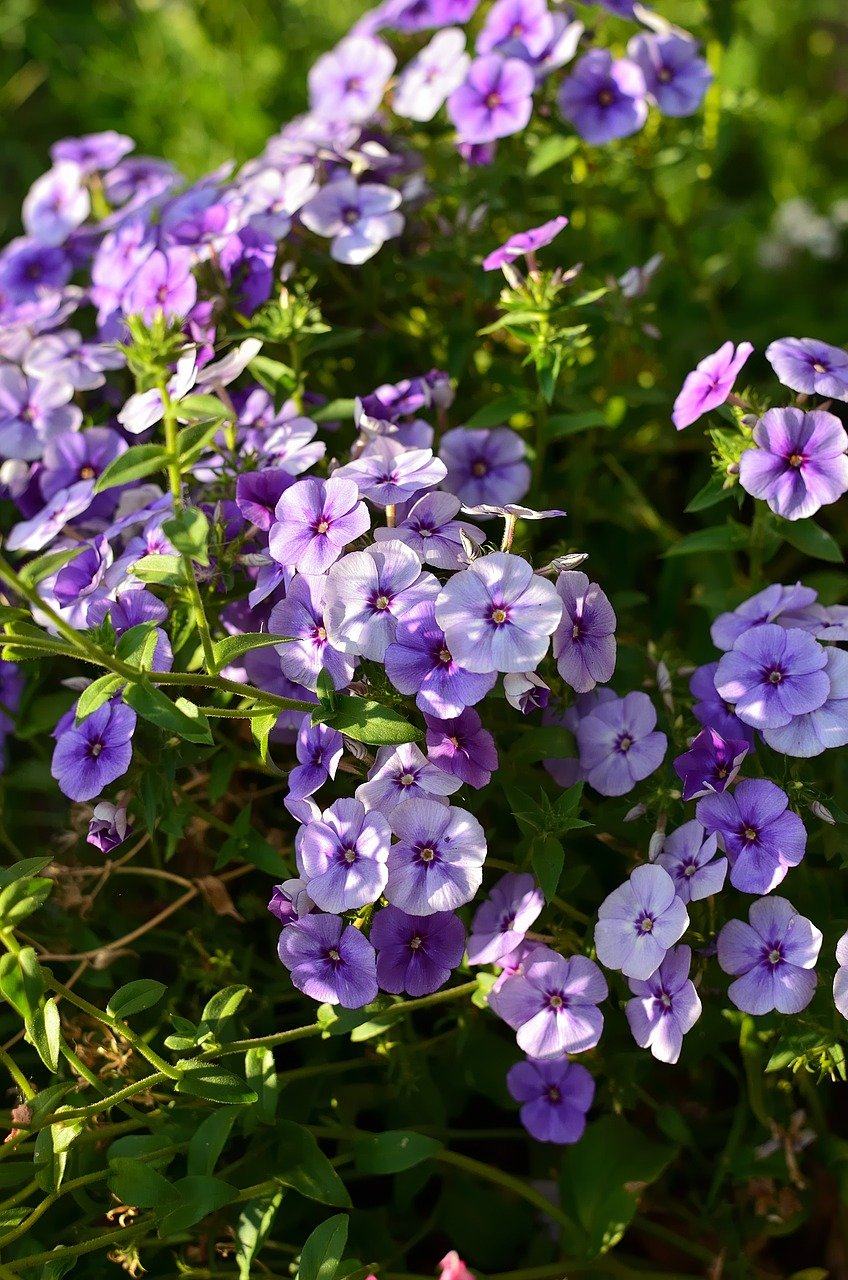 花朵 花瓣 树叶 叶子 花园图片