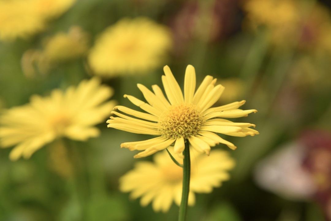 花朵 花瓣 植物 雄蕊 雌蕊图片