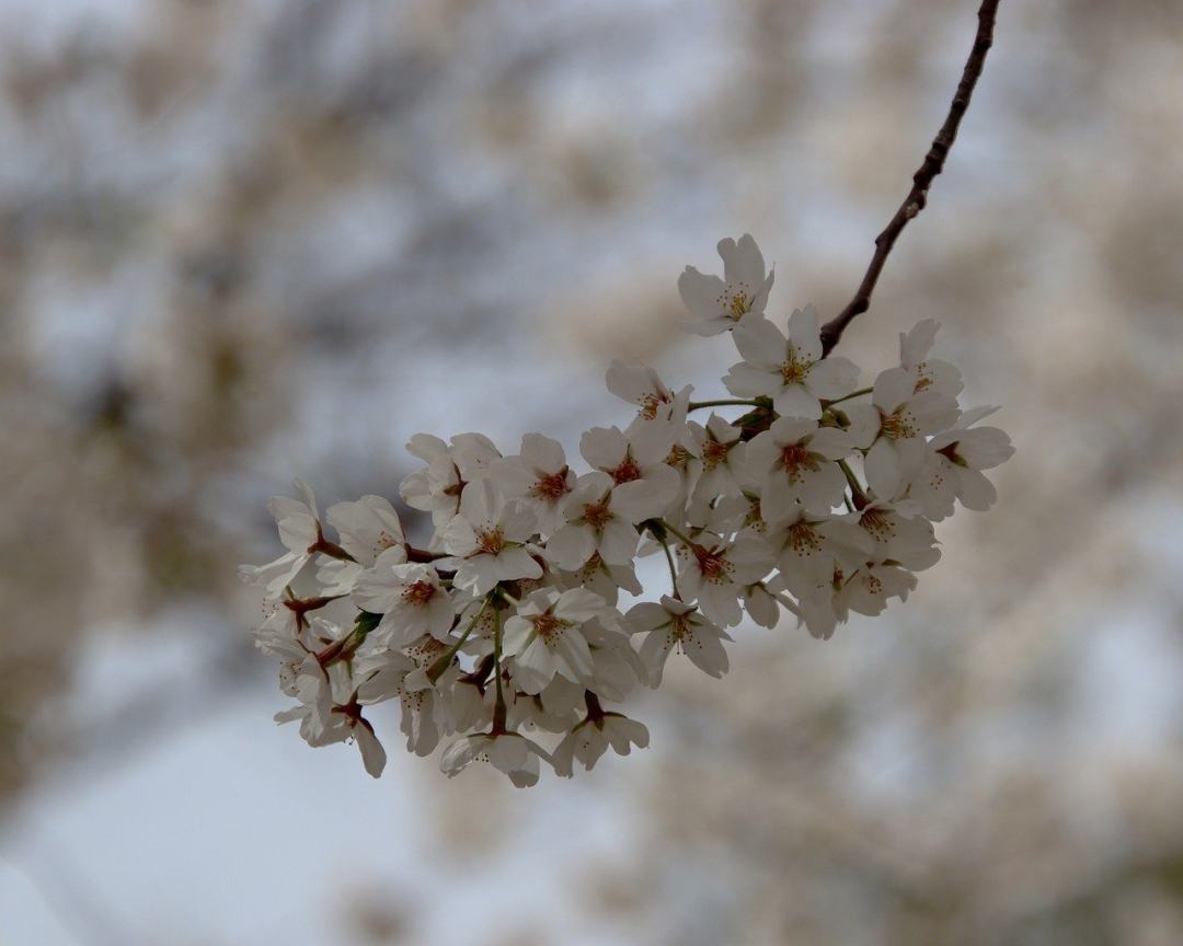 花朵 樱花 花瓣 枝杈 开花的图片