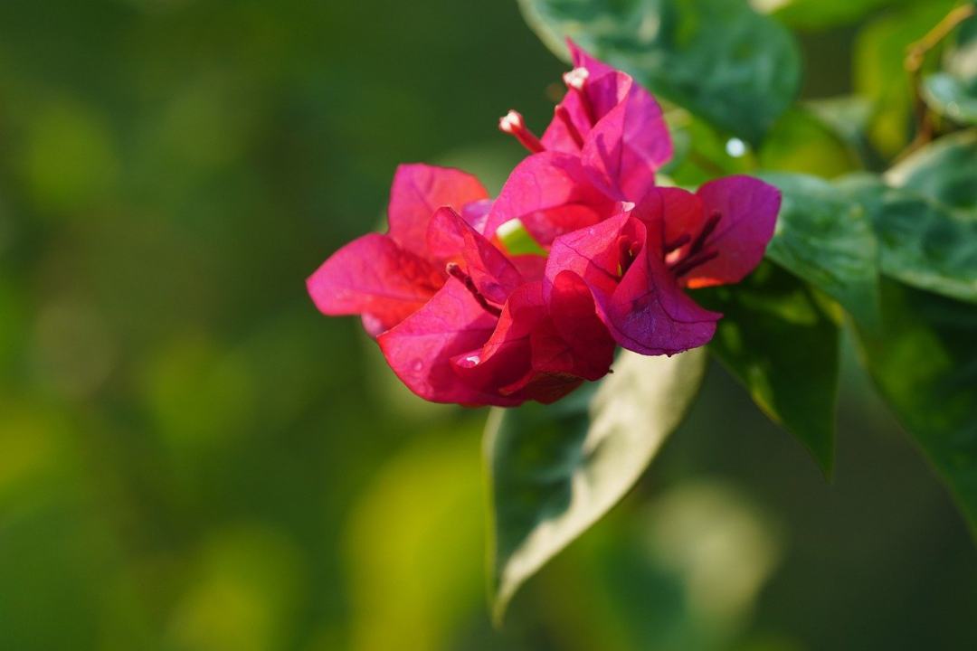 九重葛 花朵 粉红色的花朵 花园 盛开图片