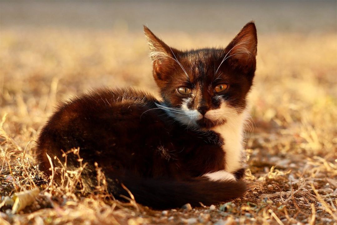 猫 小猫 宠物 年轻的猫 动物图片