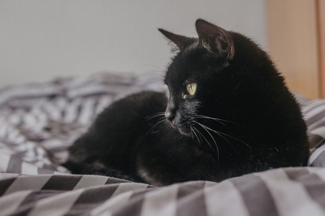 猫 小猫 宠物 黑猫 基蒂图片