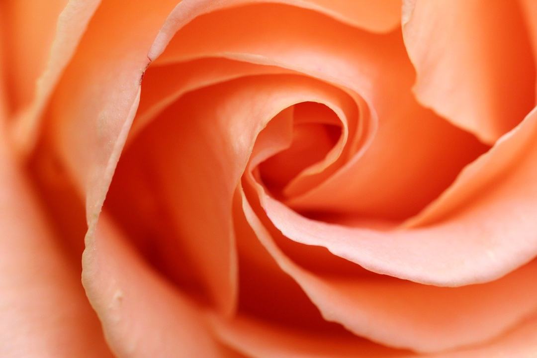 玫瑰 花 花瓣 浪漫的 浪漫图片