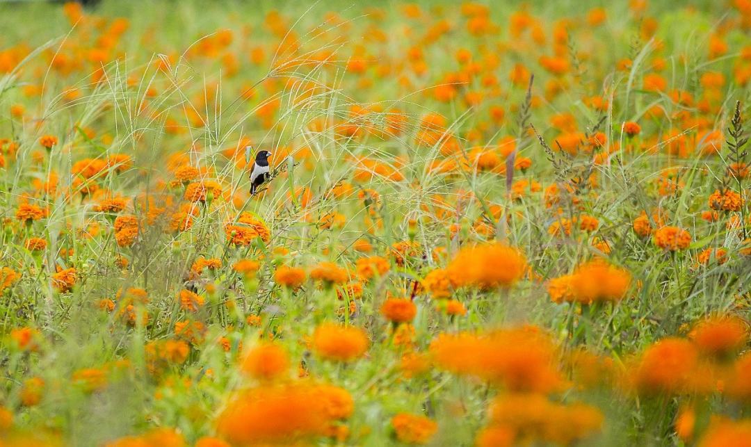 鸟 橙花 草地 花朵 野花图片