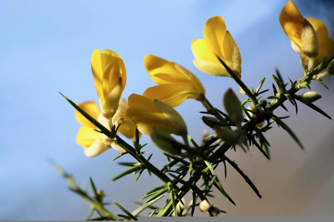 扫帚 噤 观赏灌木 黄色的花朵 分支图片