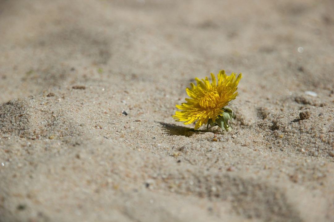 沙 蒲公英 黄花 花 气候变化图片