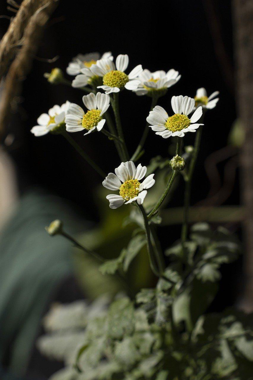 洋甘菊 花朵 白色的花 白色的花瓣 开花图片