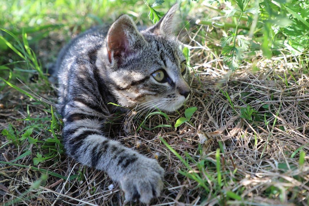 小猫 猫 哺乳动物 鲭鱼 茎图片