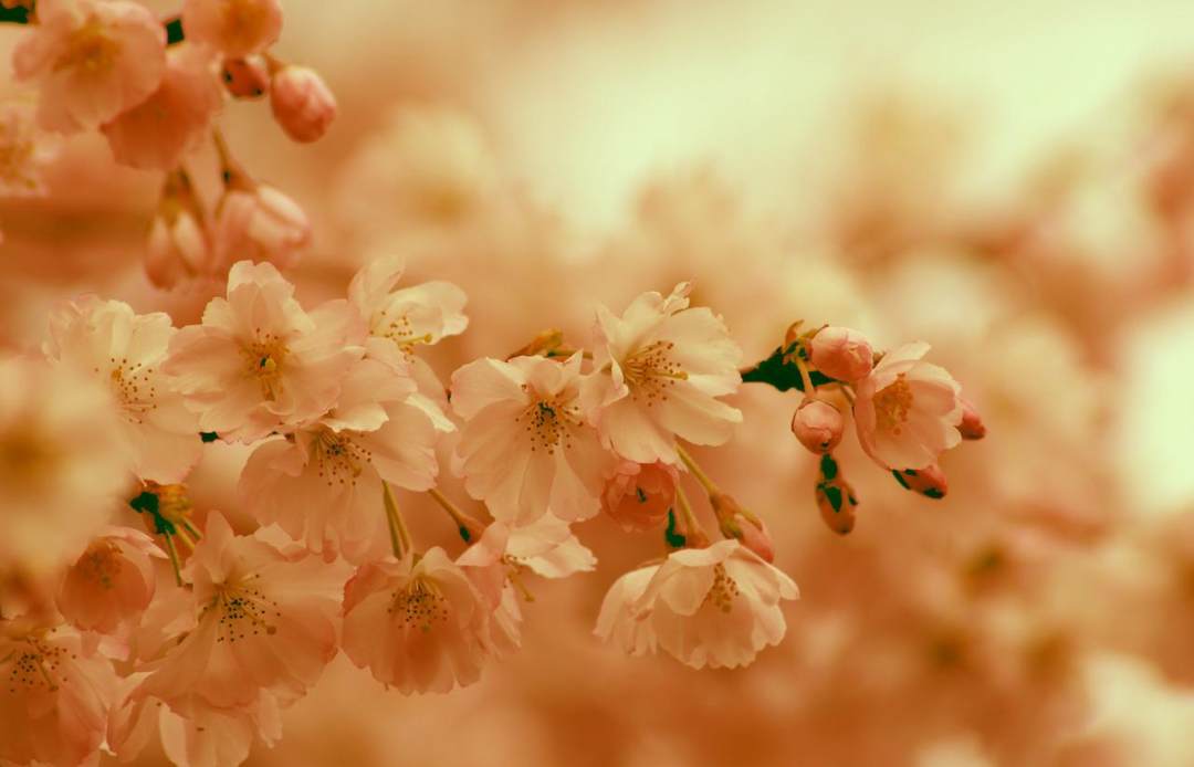 樱花 花朵 春天 盛开 开花图片