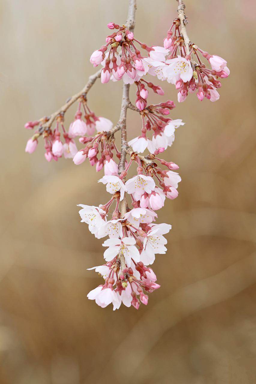 樱花 花朵 春天 芽 枝杈图片