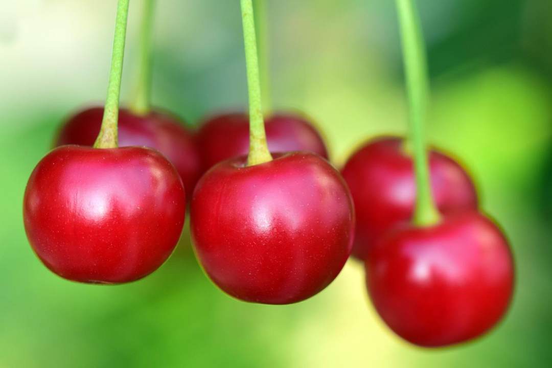 樱桃 水果 食物 生物 新鲜图片