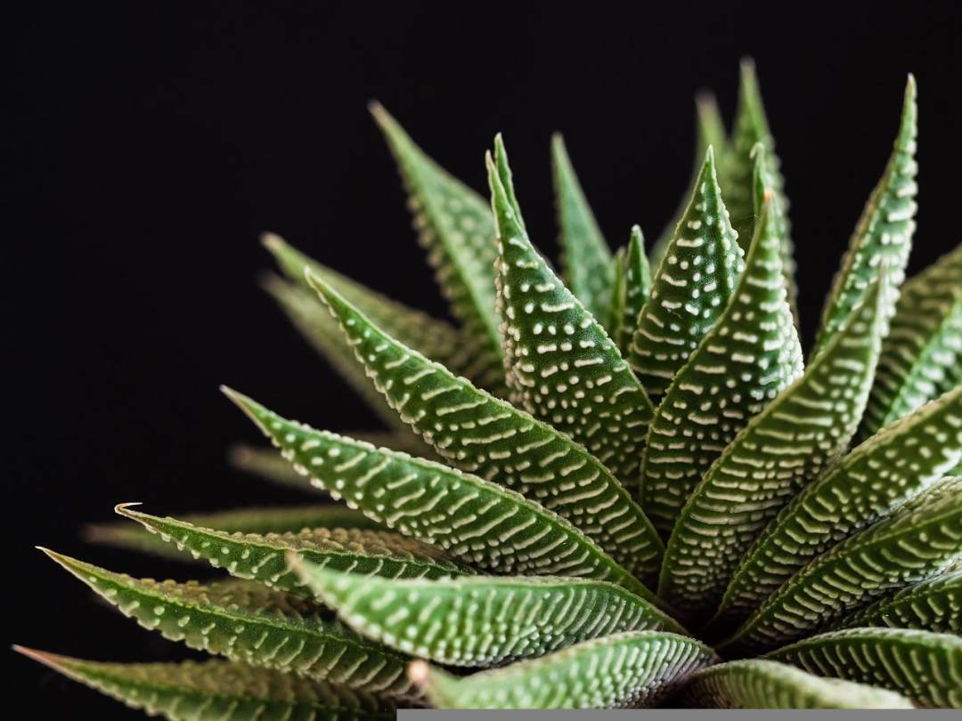 植物 多汁的 自然 绿色 特写图片