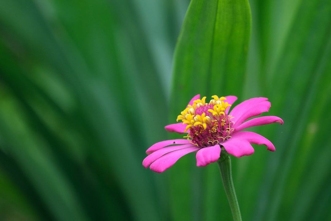 百日草 花 粉红色的花 植物群 自然图片