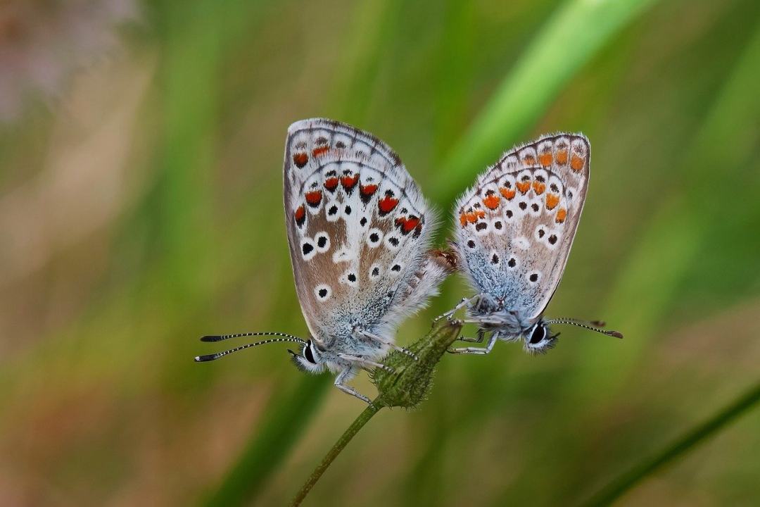 常见的蓝蝴蝶 昆虫 蝴蝶 自然 特写图片