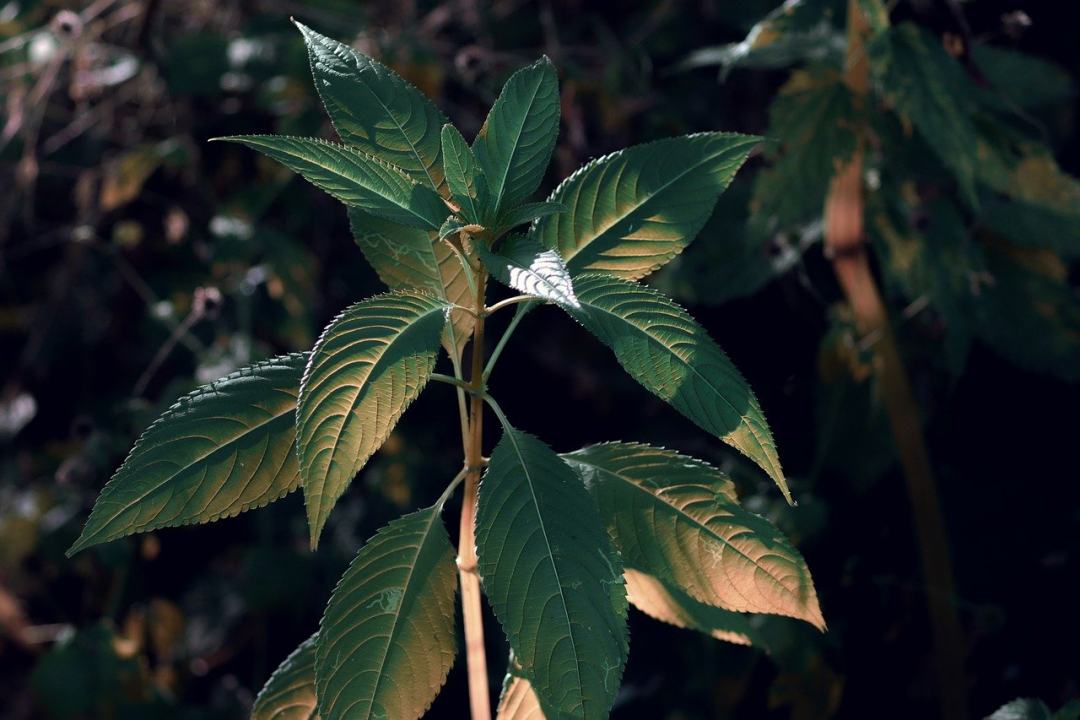 刺荨麻 荨麻科 自然 荨麻 烧伤图片