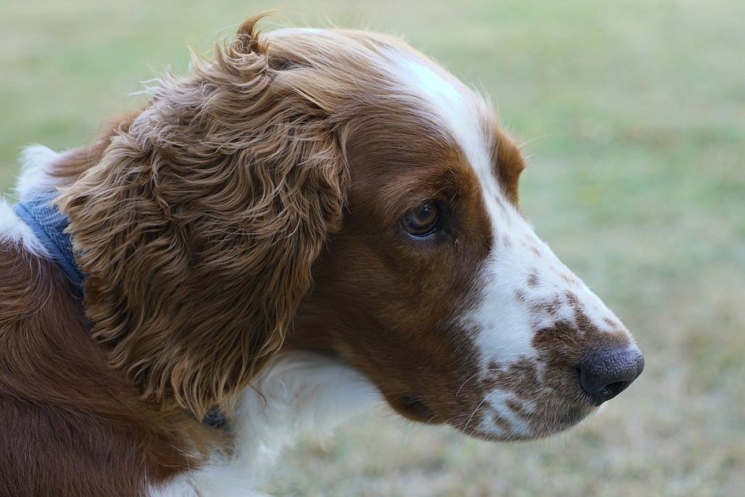 狗 威尔士史宾格犬 西班牙猎犬 宠物 头图片