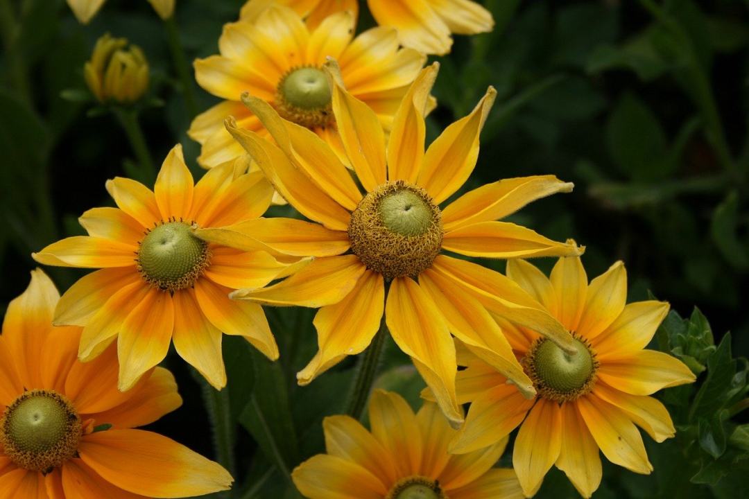 花 开花 观赏植物 园林植物 黄色图片
