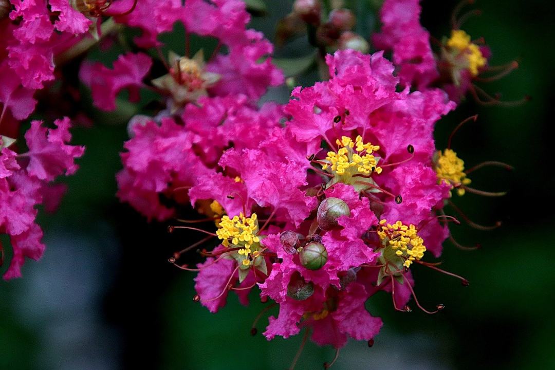 花朵 植物学 生长 植物 颜色粉红色图片