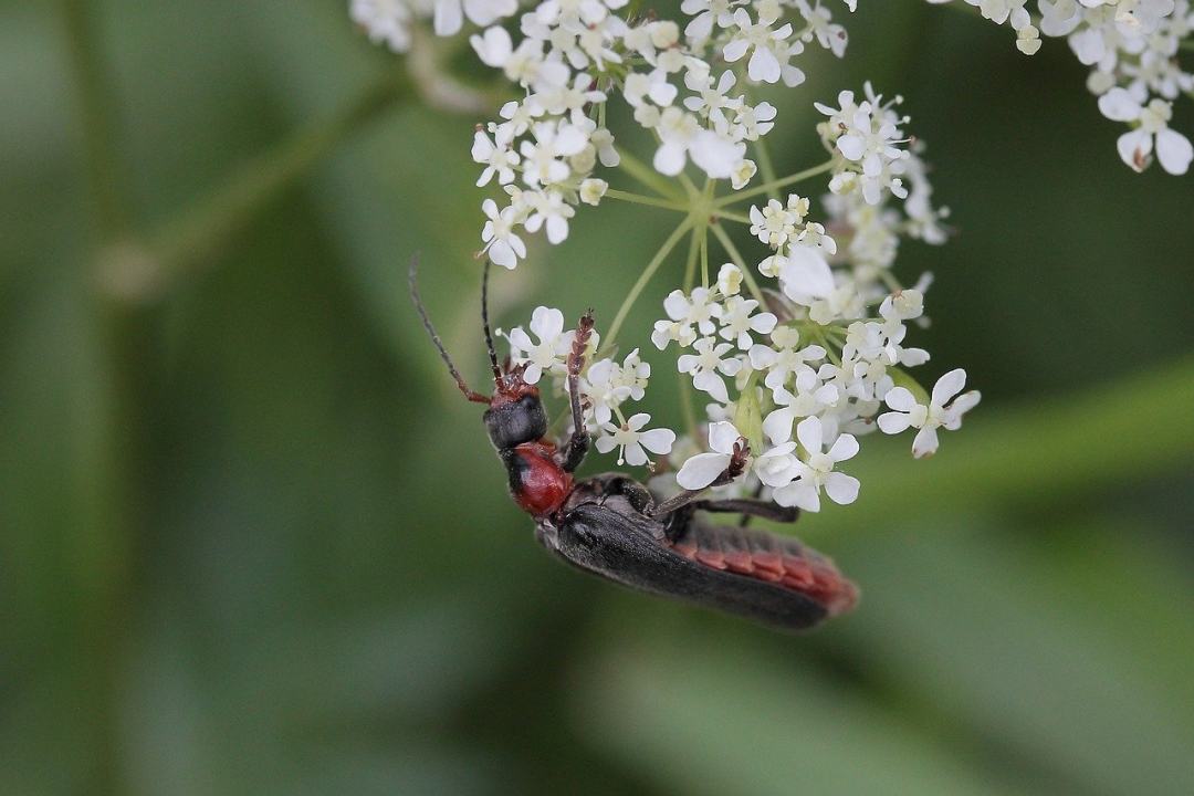 甲虫 昆虫 伞形花序花 花朵 自然图片