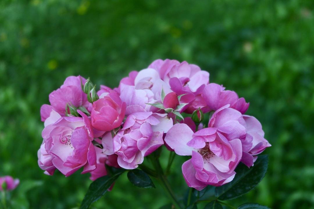 玫瑰 花园玫瑰 粉红玫瑰 花朵 粉红色的花朵图片