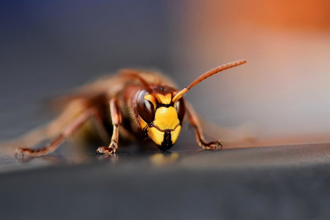 欧洲大黄蜂 大黄蜂 昆虫 特写 黄蜂图片