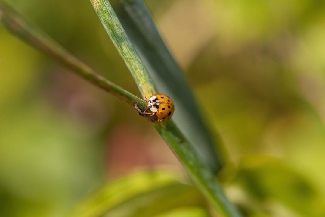 瓢虫 瓢虫甲虫 昆虫 甲虫昆虫 昆虫学图片