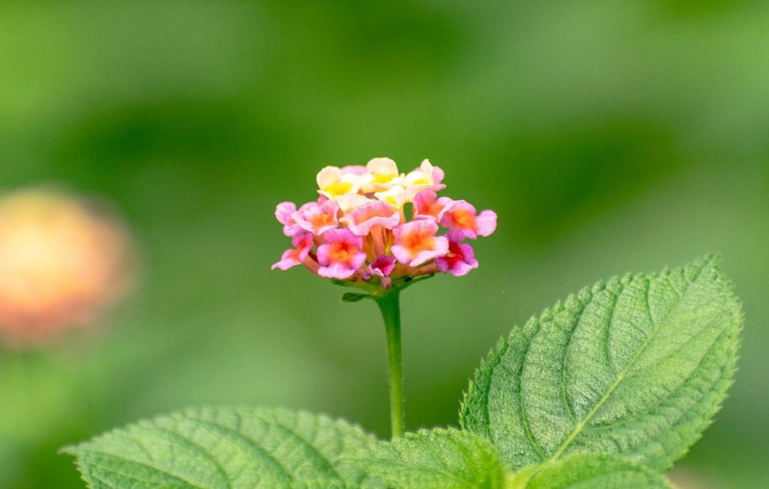 西印度马lan丹 马缨丹 花朵 自然 盛开图片