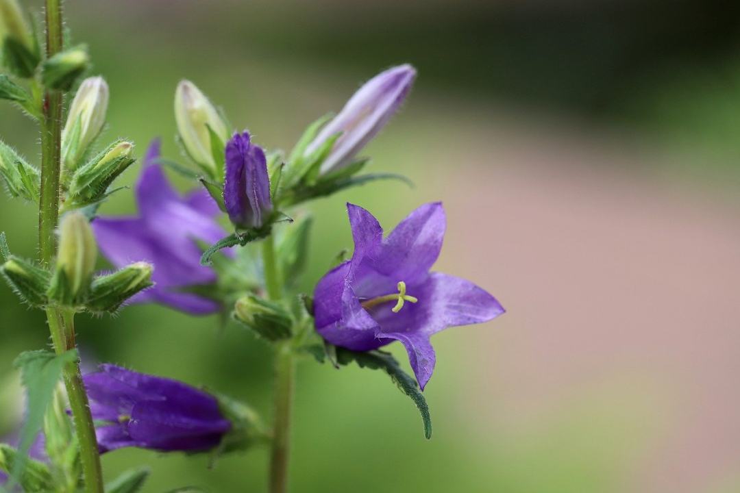 野风信子 风铃草 荨麻叶风铃草 荨麻风铃草 开花图片