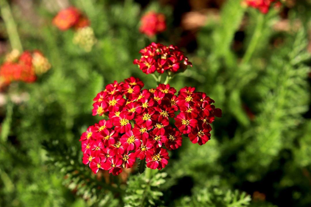 花卉 植物 植物 夏天 红色 黄色的心图片