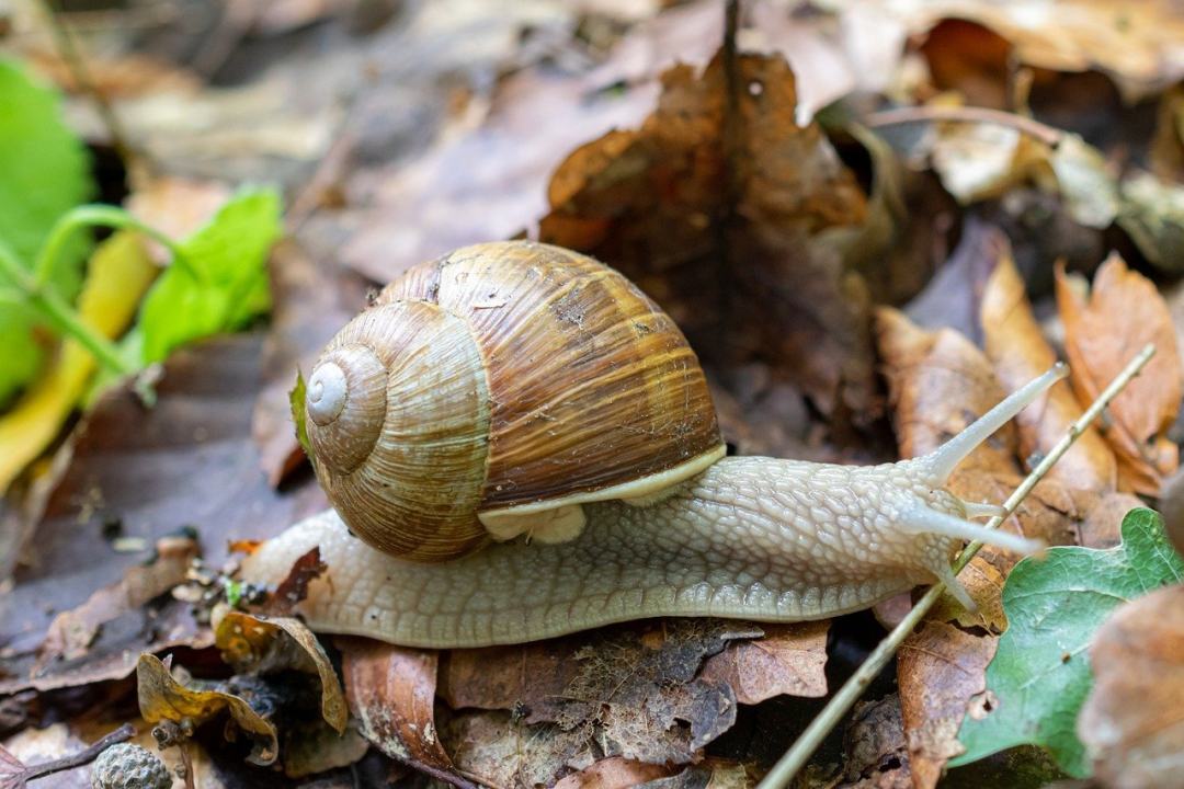 蜗牛 动物群 壳 森林地面 爬行动物图片