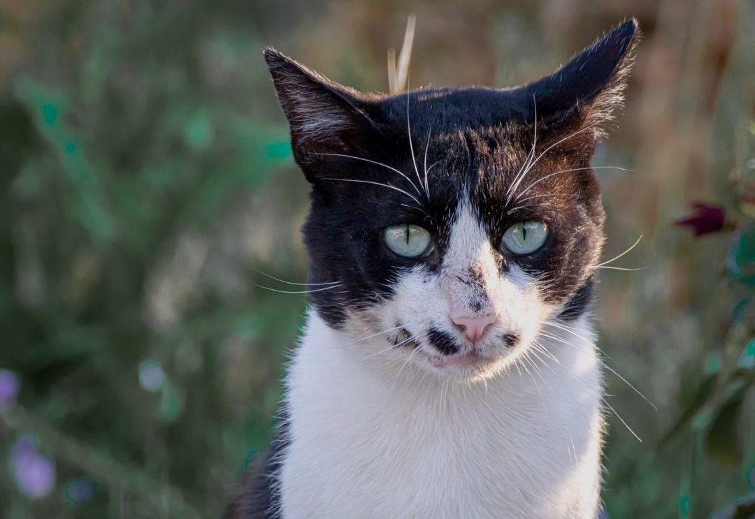 猫 街头猫 猫科动物 胡须 动物图片