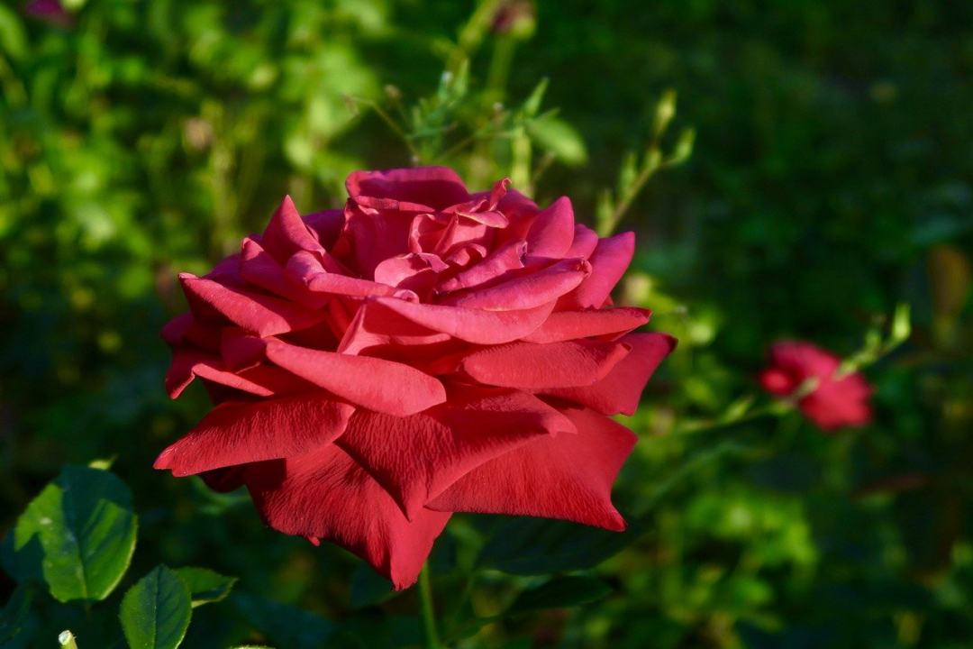 玫瑰 红玫瑰 红花 花 花园图片